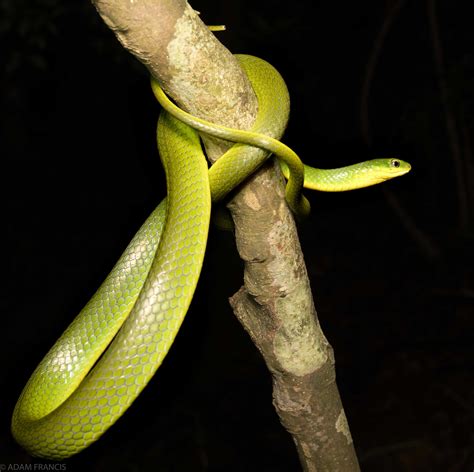 香港眼鏡蛇|中華眼鏡蛇/飯鏟頭 — HongKongSnakeID.com